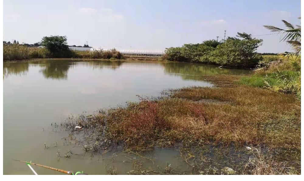 春钓鲫鱼如同“赶场”,记住3个变化规律,什么水面都能爆护!