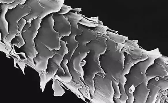 温泉|好奇！加拿大的冷冻头发大赛，不怕损伤头发吗？