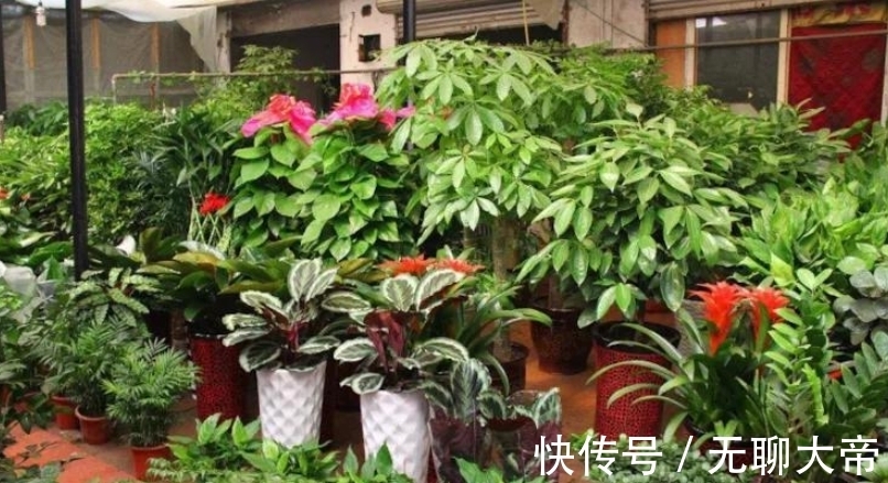 买的营养土不一定适合你,自己配土,自己找点材料,养啥旺啥