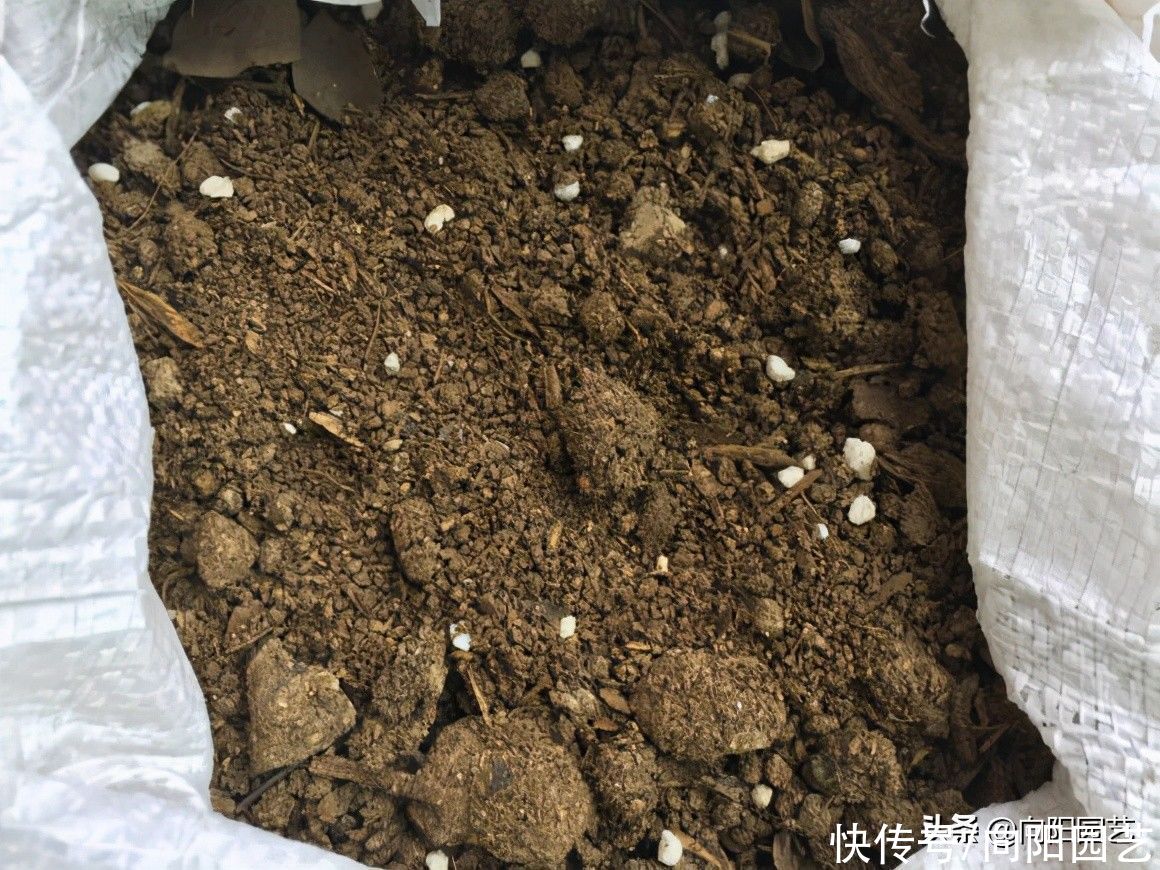 营养|好的花土，满足这些条件，疏松，透气，营养，保水，方可养好花