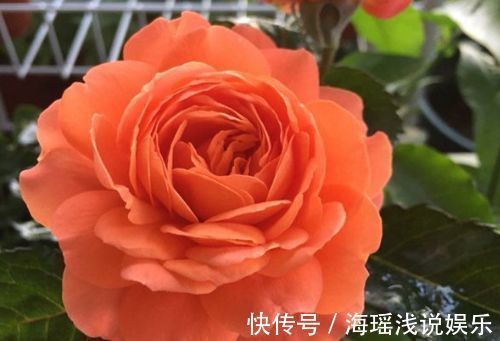“玫瑰精品”土星王阳台,丰腴婀娜,花色温馨,非常值得拥有