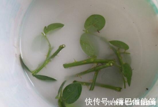 生根|扦插月季不生根?用这捂一捂,过几天“冒白根”,变成月季大户