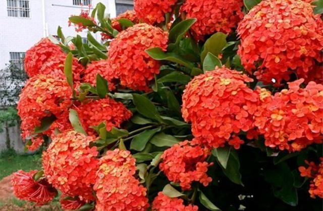 这种“漂亮”的花卉,适合养阳台,家里栽2盆,长得旺、花开多