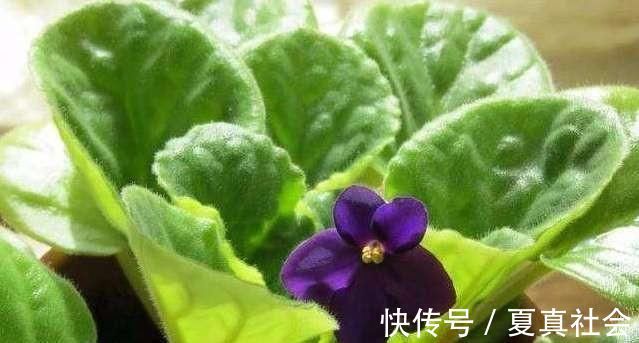 金边吊兰|大暑过后，“3种花”扦插正合适，剪个枝扔盆里，大白根呼呼长