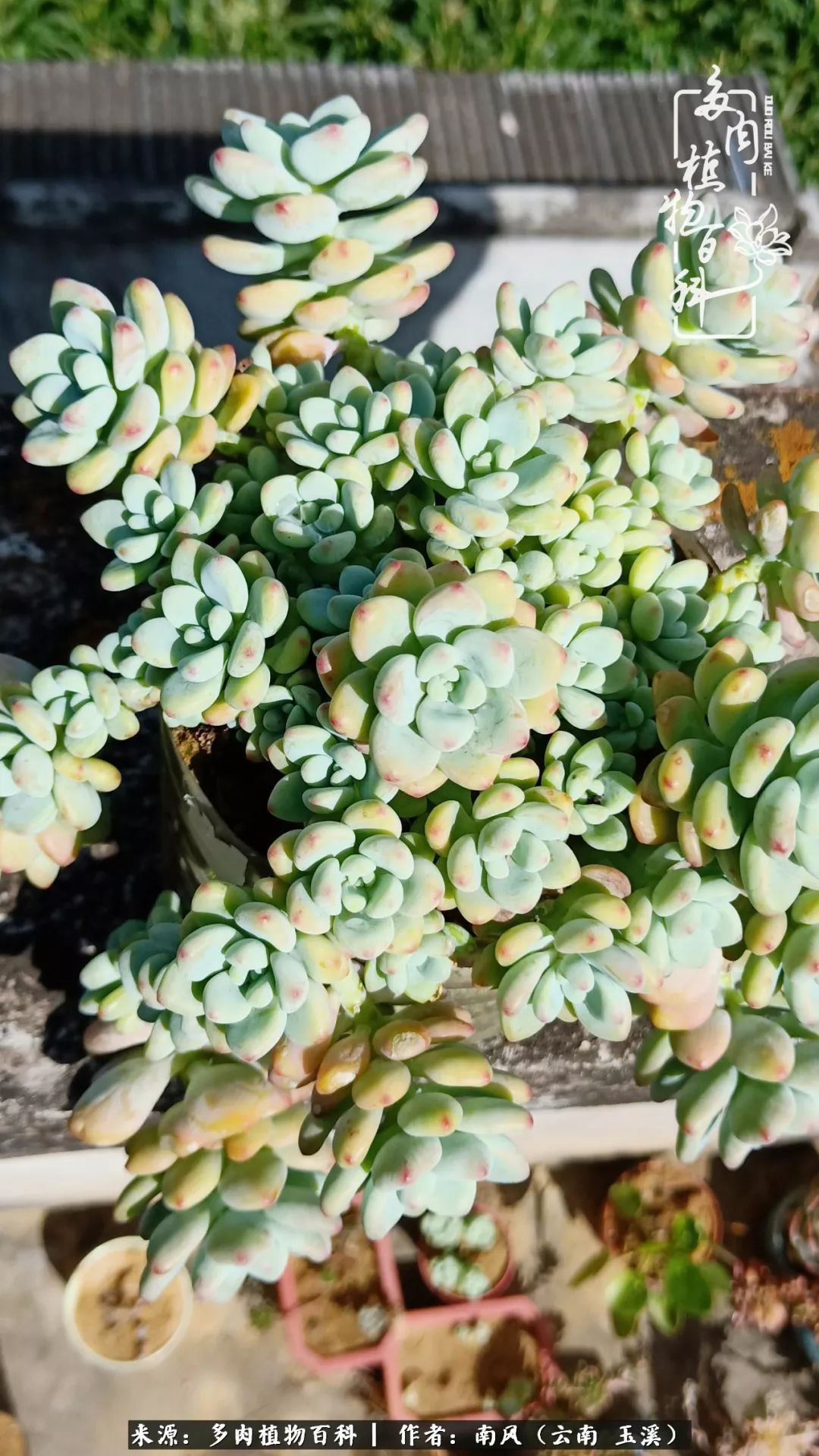 从小喜欢绿植,后来遇见多肉,情不知所起,那就再接再厉!