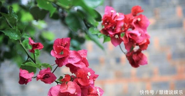 停歇|三角梅口味重,爱喝这种水,花开不停歇,非常漂亮