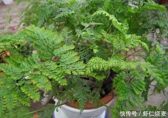 长在大树上的奇特植物——骨碎补,样子好看用途大