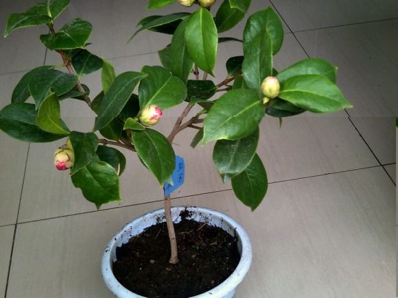 山上一种土,是养花“黄金土”,啥花吃了都疯长!