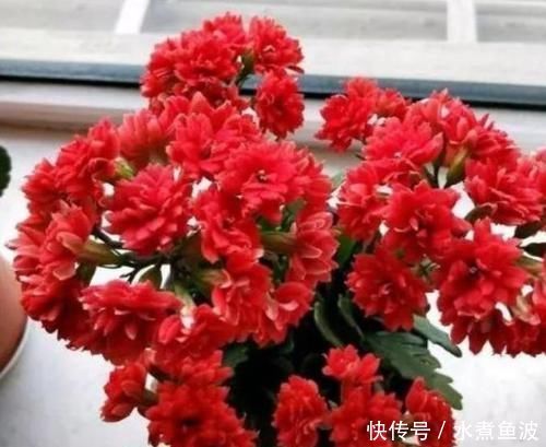 懂花人给客厅养5种花，美观大气、花色繁多易爆盆，娇艳欲滴