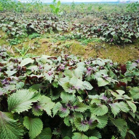 表寒|紫苏叶和紫苏对人体的益处,食用紫苏叶的好处,早看早知道