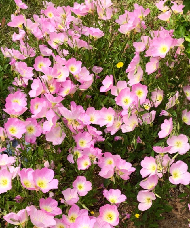 花朵|路边的花都开了，一个比一个美，教你辨认常见的花！