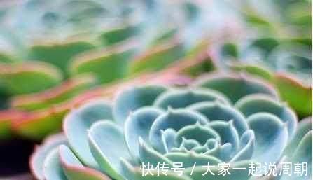 肉质|想要养多肉,又怕养死,这几种多肉好看又好养