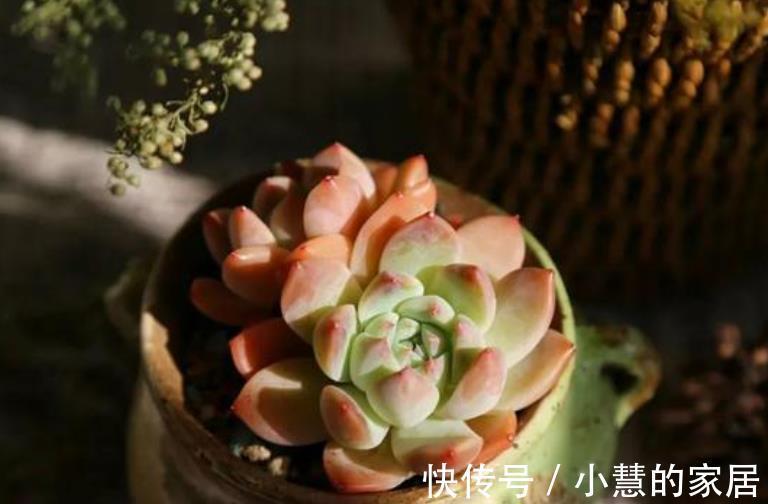 多肉|秋天多肉爱喝水,满足3个条件,肉肉淋雨后更漂亮