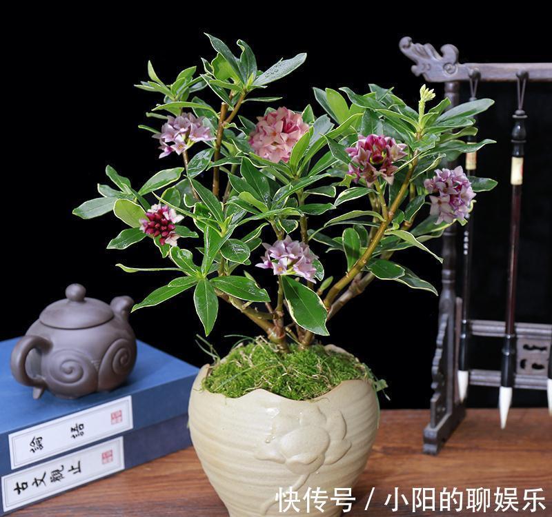 “寿命长”的11种花，好养寓意好，越养越值钱