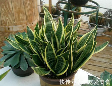 长寿花|养花试试这几款,适合放在客厅,意味着财富