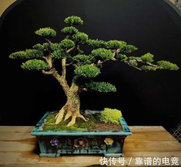 5种富贵花,越养越值钱,家门口养一盆,长成“传家宝”