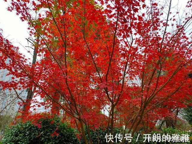 梅溪湖@《五绝·冬日游梅溪湖》逍遥碧水边,湖清树自闲