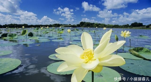 散文|让我们一起重温朱自清《荷塘月色》原文,散文最服朱自清,美赞了