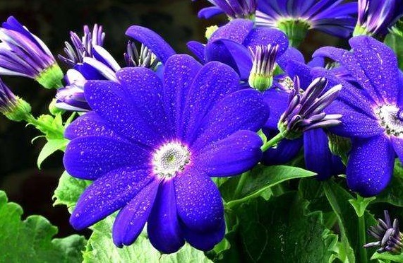 大家见过宝蓝色的菊花吗被誉为是“妖精之花”，观赏性价值极高