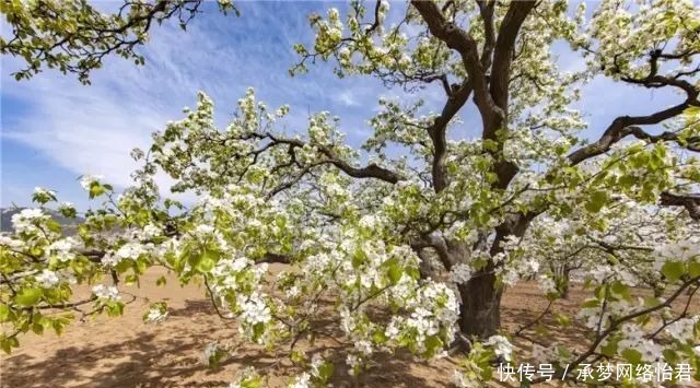 花瓣|世一堂糖肽美文赏析古城梨花让我醉