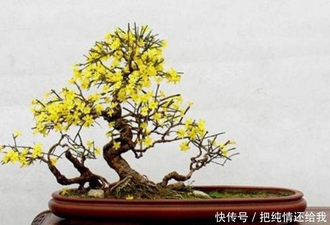 家里有庭院,最适合养3种花,沾土就能活,不易生病好养护