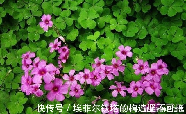 酢浆草|路边常见到的“三叶草”，挖个根30天养成精致盆景，价值翻倍！