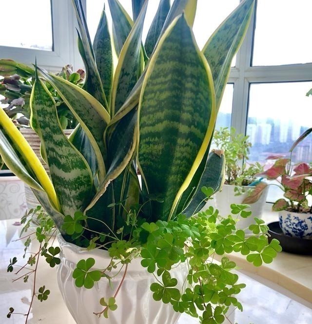 耐阴花|12种耐阴花,适合养在卫生间里,光不好也能呼呼长!