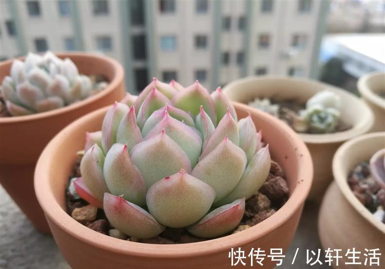 杀灭|养花得了蚧壳虫,密密麻麻让人头疼,不花一分钱,教你杀灭蚧壳虫