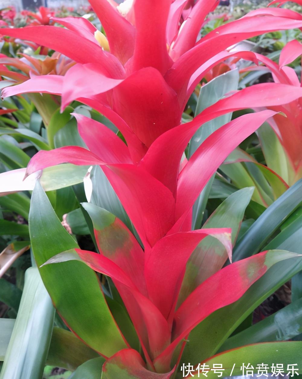 植株|养花浇水很关键,5种花的浇水方法,分享给你