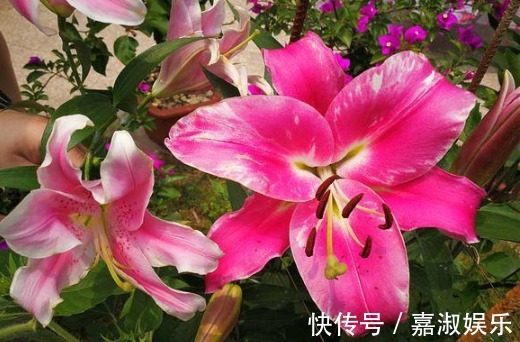 百合花|此种花比玫瑰香，花朵比2个手掌大，养在院子里人见人夸