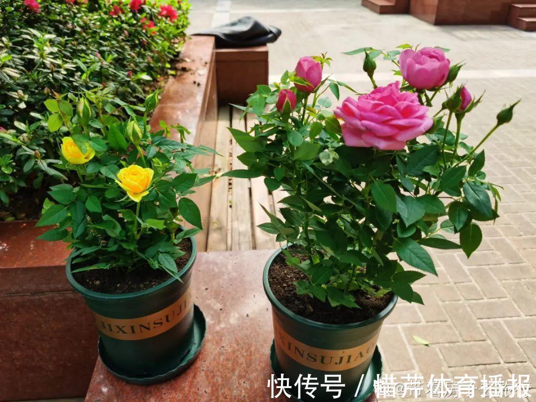 9个开花劳模，施肥不能停，不然越养越差劲