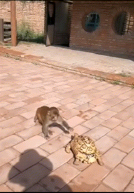 |搞笑GIF趣图姑娘,你这是练的什么武功,还收徒弟吗?