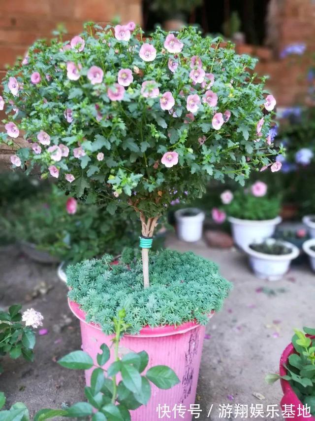 有机肥料|花卉里也有“劳模”，3种一年开到头，第2种还能养成“棒棒糖”