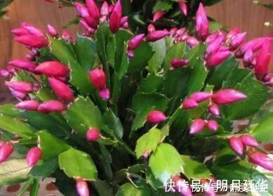 新芽|老花匠这样养蟹爪兰，“1种汁液”兑水浇，7天1次，新芽蹭蹭冒