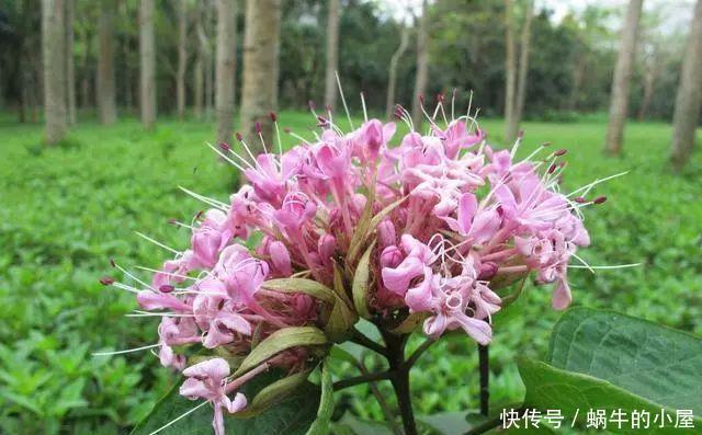八种臭气熏天的植物，花型却很美丽