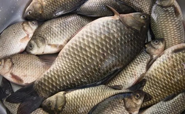 深秋钓鲫鱼,用好这两款饵料和一种调钓方法,渔护装满就半天的事儿,莫不信
