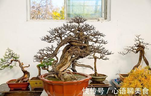枝条|生桩休眠期后,迟迟未醒,枝条干枯,用塑料袋加快催醒,才能发芽