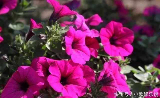 这几种花观赏性强爱开花，花期长花量大，养在家里赏花好