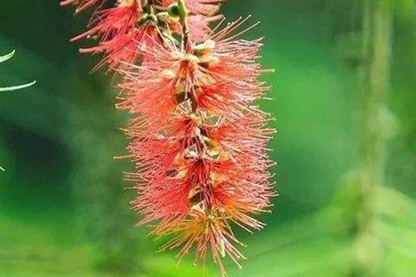 此花的花朵英姿飒爽，每到夏季炫目多彩，有着风韵独特的寓意！