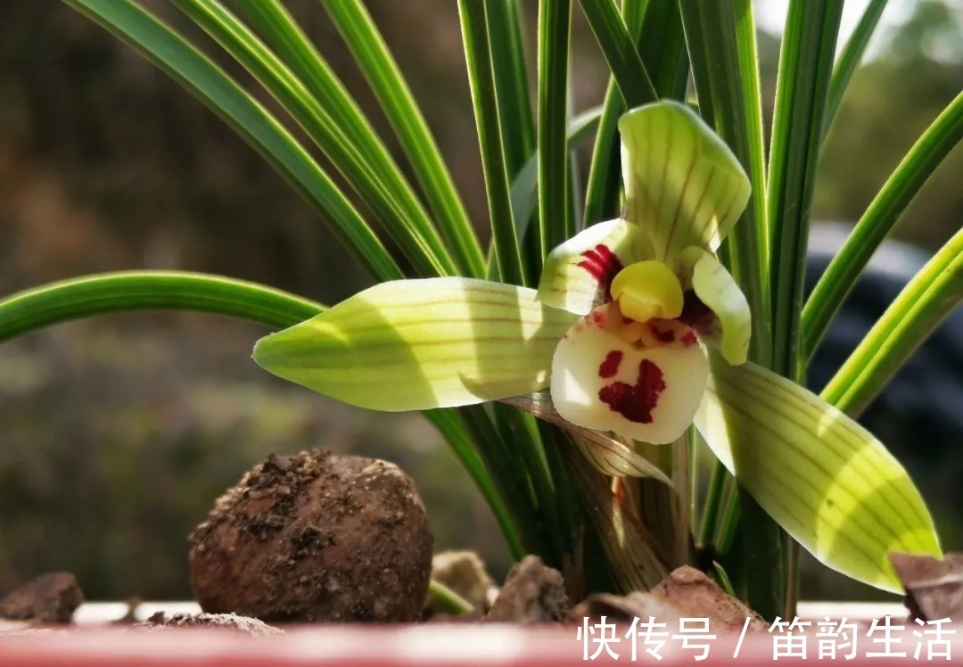 孕蕾|夏天太热,养兰花如果犯一个错,可能导致难孕蕾、不开花