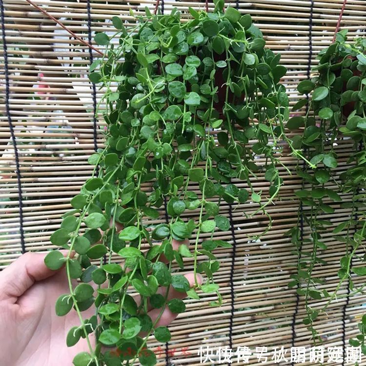 叶片|八种命里带“钱”的植物,家里养一盆,招财又旺运,你家养了几种