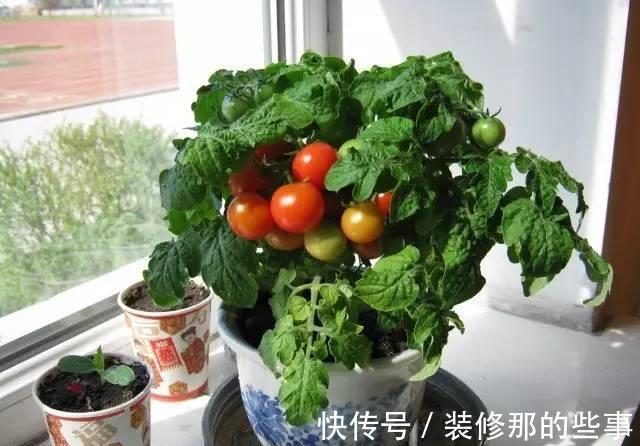 番茄|小苏打也能用来养花,效果那叫一个杠杠的好