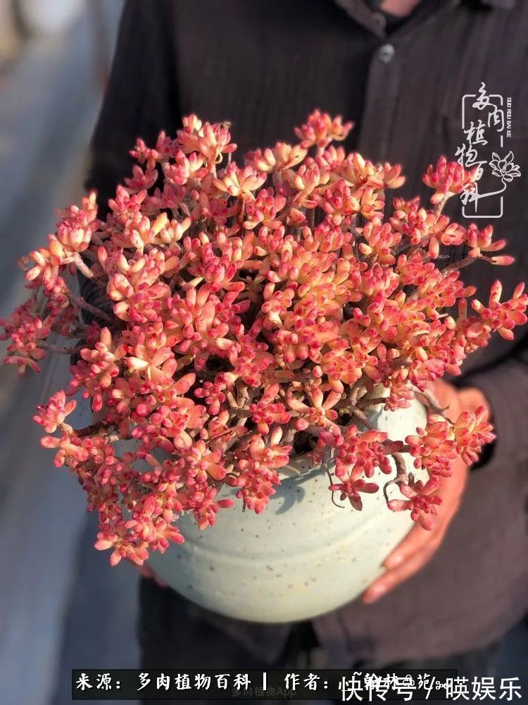 多肉花园梦青春正好,梦想趁早,别坐等自己变老!