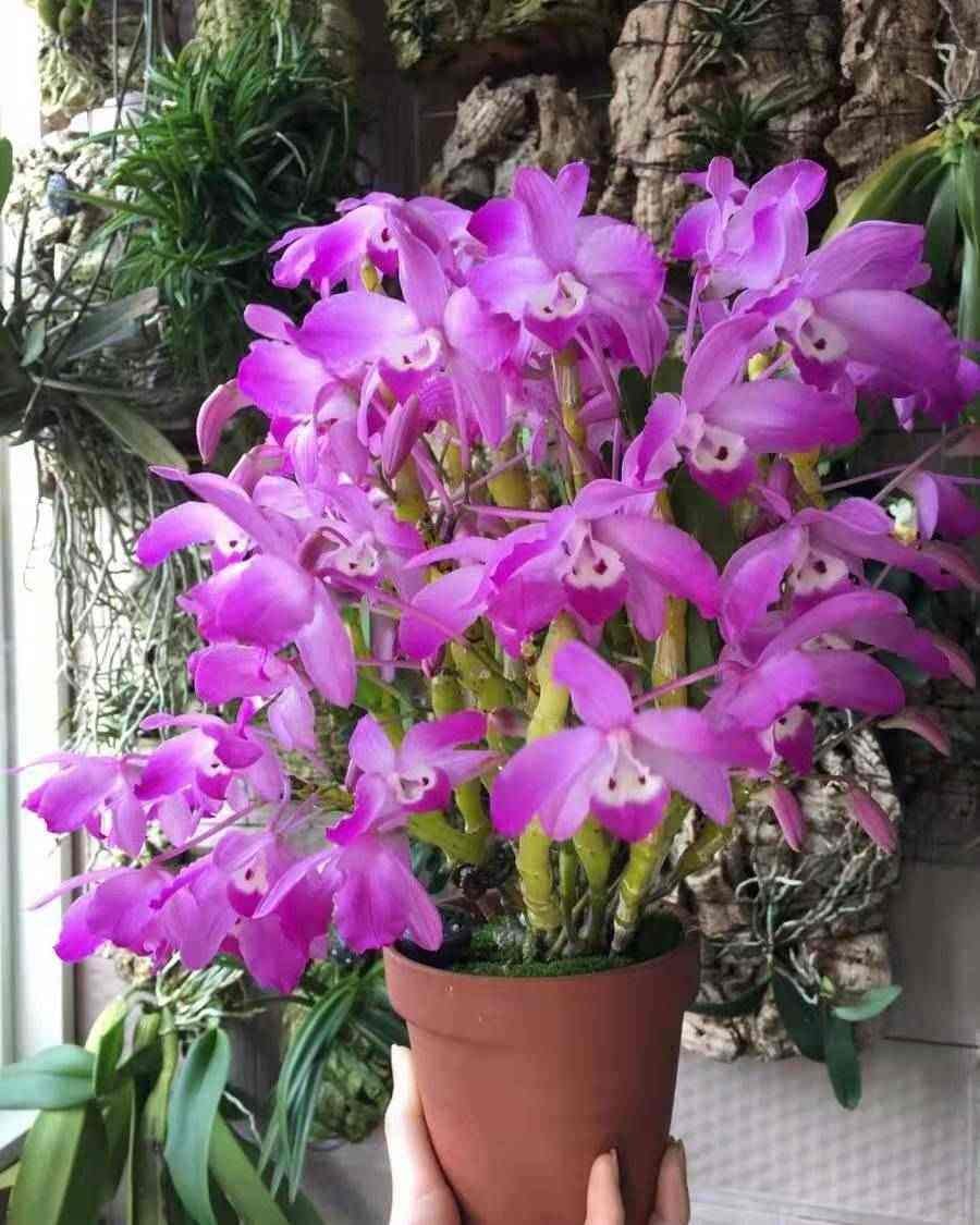 土壤硬得像“土疙瘩”，学会2个“小妙招”，土松软像“发糕”