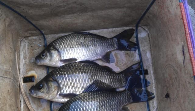 用来|这东西5毛钱一个,用来钓鲫鱼有奇效,爱钓鱼的你别错过