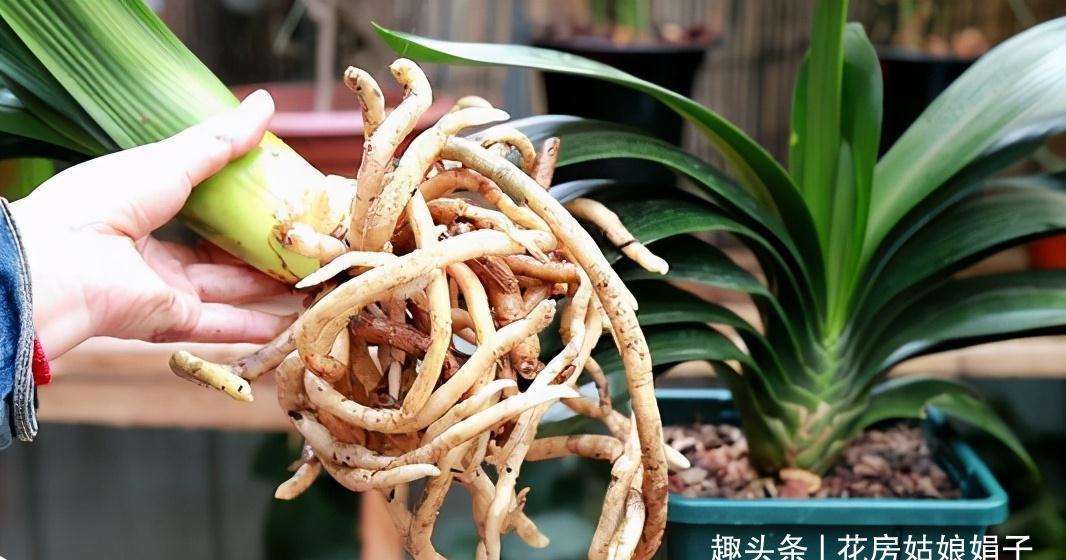 植株|君子兰在花盆里头重脚轻站不稳,别忽视,原因简单危害却很大