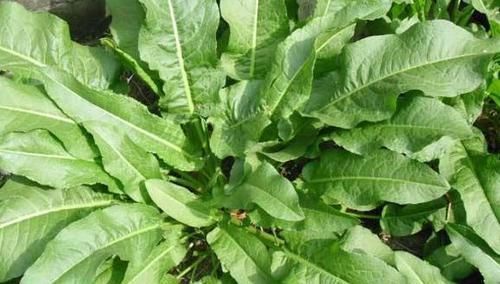 清热解毒|农村路边喂猪的野草，浑身都是宝，清热解毒，疏风祛湿，早知早好