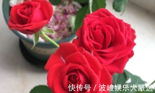 玫瑰|“高端玫瑰”永远的莫斯科,色泽鲜艳,艳压群芳,喜欢玫瑰就试试