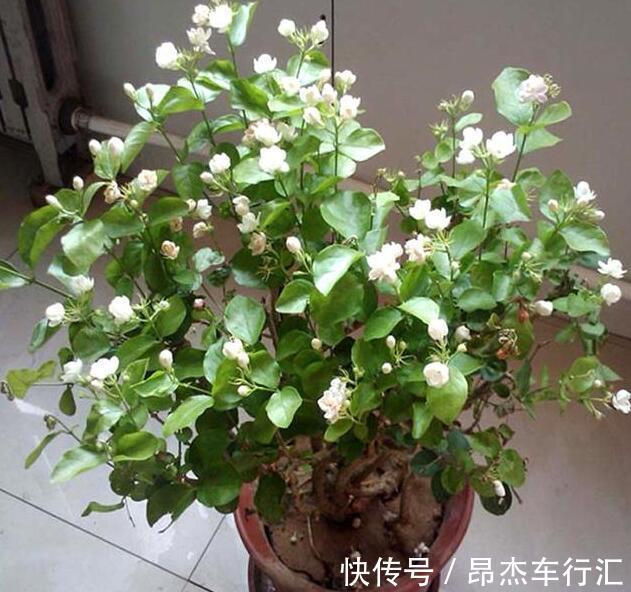 养花要学老中医,选5种花养家里能“养人”,都有多种功效