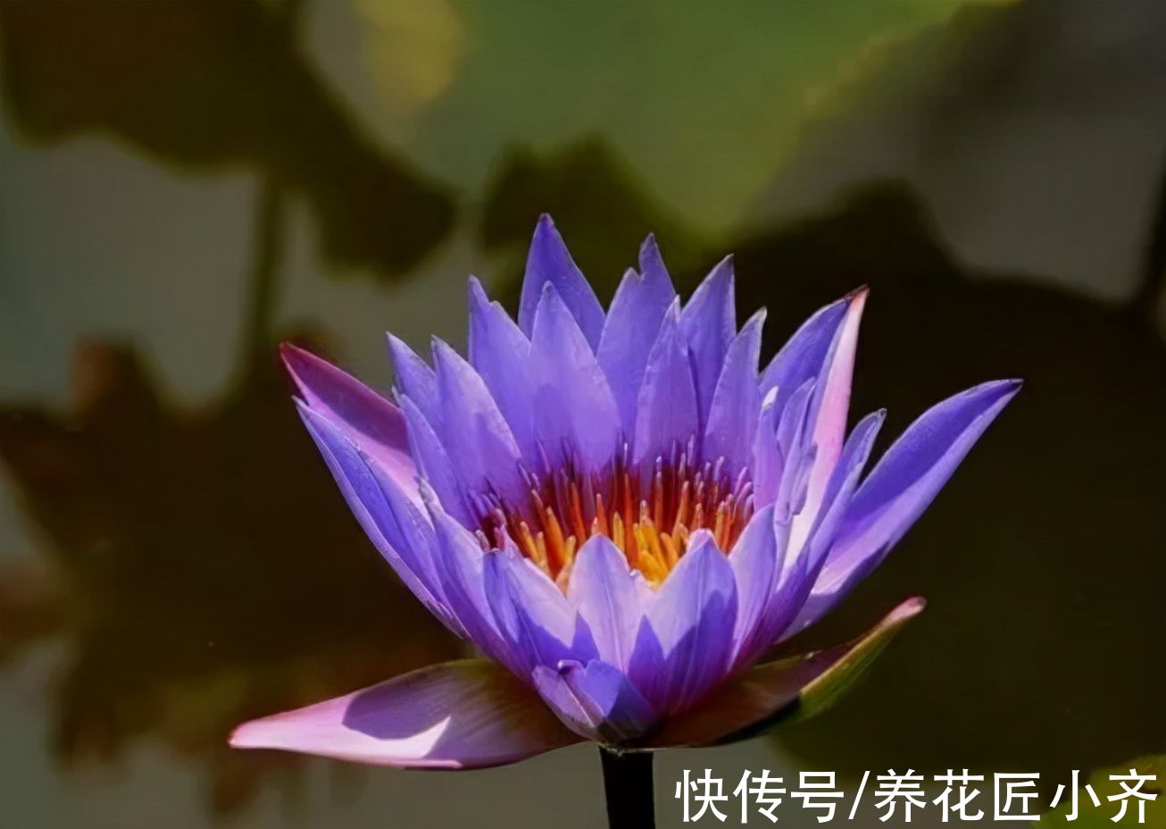 网上常见的4种花,要谨慎购买,虽然销量不低,但是都是“骗局”